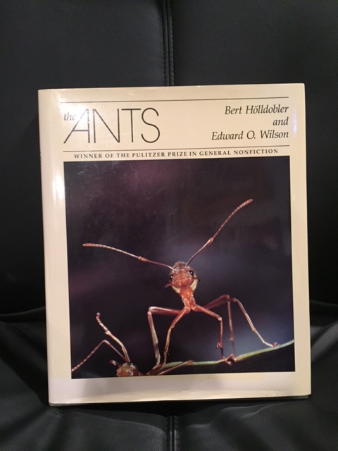 THE ANTS Image for THE ANTS